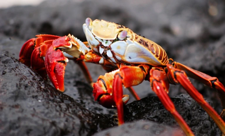 Expeditions seereise zum galapagos archipelgalapagos krabbe