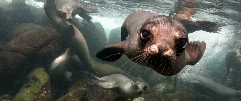 Expeditions seereise zum galapagos archipelseeloewe galapagos aspect ratio 1500 630