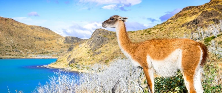 Expeditionsreise antarktis patagonien und chilenische fjorde nordwaertschile guanaco 1 aspect ratio 1500 630