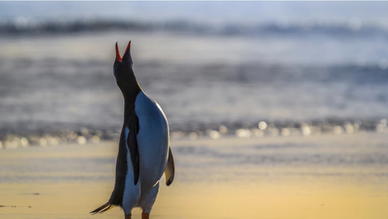 Expeditionsreise antarktis patagonien und chilenische fjorde nordwaertspinguine antarktische halbinsel 5