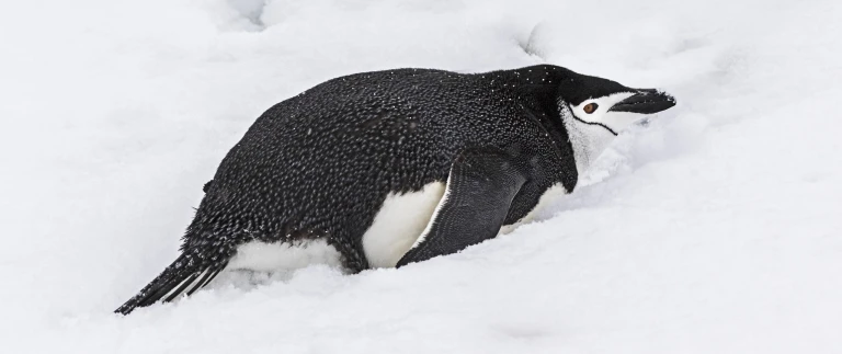 Expeditionsreise antarktis und patagonien kurs sued181109 202057 antarktis scaled aspect ratio 1500 630 2 scaled