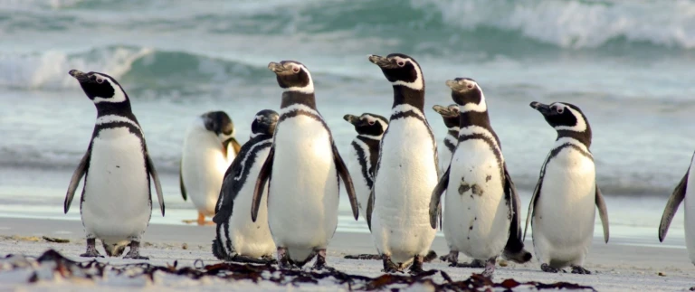 Expeditionsreise antarktis und patagonien kurs suedmagellan pinguin aspect ratio 1500 630