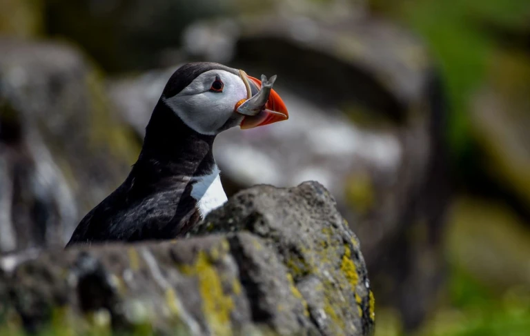 Faeroeer inseln island spitzbergen eine arktische insel expedition route bsharon watters 3lbit50ymo4 unsplash
