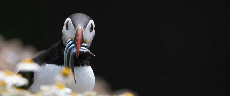Faeroeer inseln island spitzbergen eine arktische insel expeditionpapageitaucher paul edney aspect ratio 1500 630 3