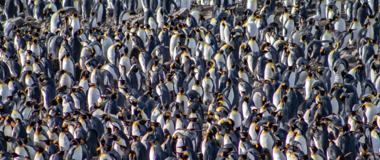 Falkland inseln suedgeorgien elephant island antarktis polarkreisimg 0646 aspect ratio 1500 630 5