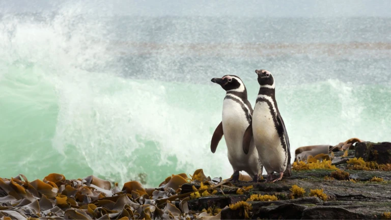 Falkland suedgeorgien halbinsel valdes im herzen der wildnisfalklandinseln 1