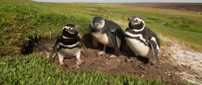 Falkland suedgeorgien halbinsel valdes im herzen der wildnisfalklandinseln magellanpinguine aspect ratio 1500 630