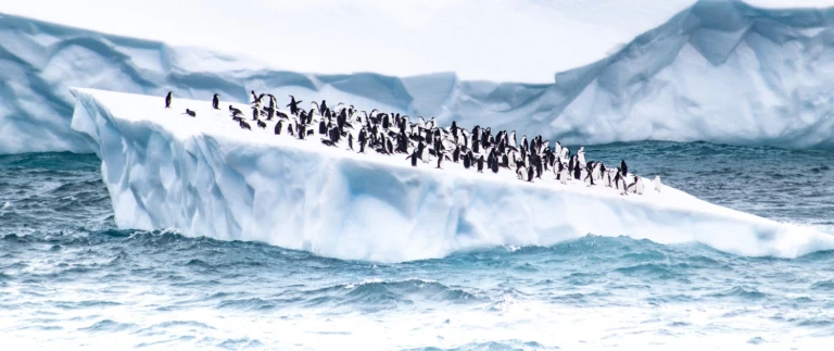 Falklandinseln suedgeorgien antarktis abenteuer antarktische tierweltpinguine auf eisscholle aspect ratio 1500 630 1
