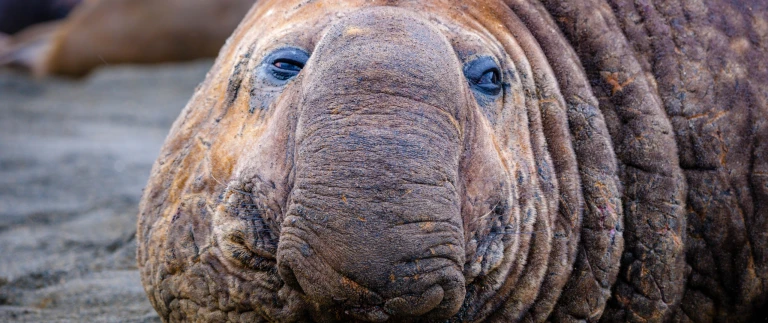 Falklandinseln suedgeorgien antarktis abenteuer antarktische tierweltshutterstock 1172017024 scaled aspect ratio 1500 630 scaled