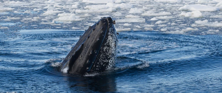 Falklandinseln suedgeorgien antarktis abenteuer antarktische tierweltshutterstock 394720639 aspect ratio 1500 630
