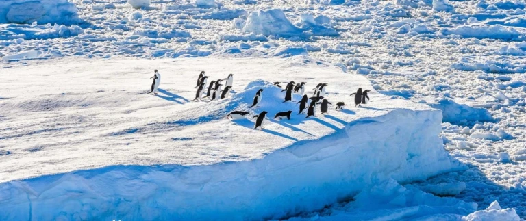 Falklandinseln suedgeorgien antarktis die ultimative naturexpedition 4pinguine rossmeer antarktis aspect ratio 1500 630