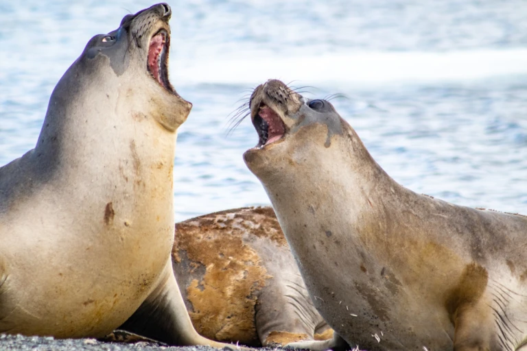 Falklandinseln suedgeorgien antarktis die ultimative naturexpedition 4see elefanten antarktis suedgeorgien