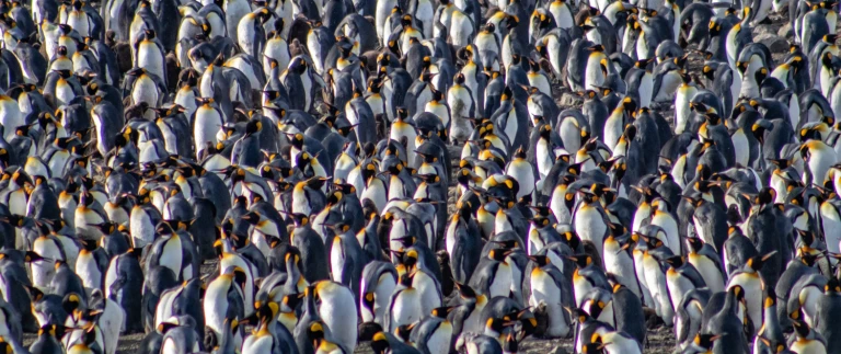 Falklandinseln suedgeorgien antarktis die ultimative naturexpeditionimg 0646 aspect ratio 1500 630 2