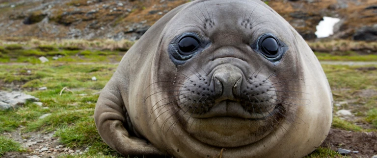 Falklandinseln suedgeorgien antarktis die ultimative naturexpeditionsuedgeorgien shutterstock 780200719 scaled aspect ratio 1500 630 1 scaled