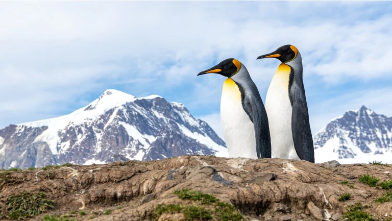 Falklandinseln suedgeorgien antarktis die ultimative naturexpeditionsuedgoergien antarktis koenigspinguine 10