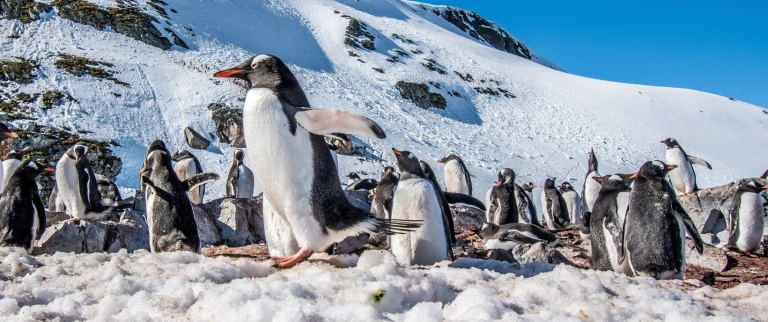 Falklandinseln suedgeorgien und antarktis entdecker und koenigepinguine antarktische halbinsel 1 aspect ratio 1500 630 2