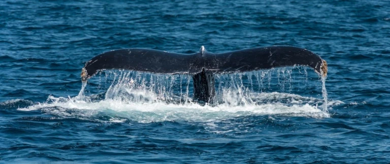 Faszinierende abenteuer in suedamerikabuckelwal fluke schwanzflosse aspect ratio 1500 630 1
