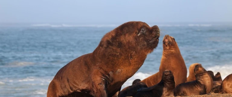 Faszinierende abenteuer in suedamerikahalbinsel valdes aspect ratio 1500 630