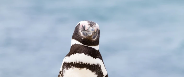 Faszinierende abenteuer in suedamerikavaldes caleta pinguin aspect ratio 1500 630