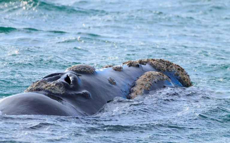 Faszinierende abenteuer in suedamerikavaldes peninsula wale
