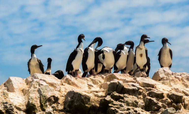 Faszinierendes suedamerika expeditionsreise von peru nach panamaislas ballestas 1