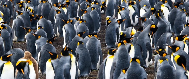 Fruehlingsexpedition antarktis und suedgeorgiensuedgoergien antarktis koenigspinguine 1 aspect ratio 1500 630 1