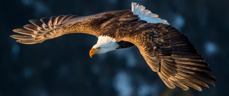 Grandiose wildnis in alaskashutterstock 132171875 1500x630