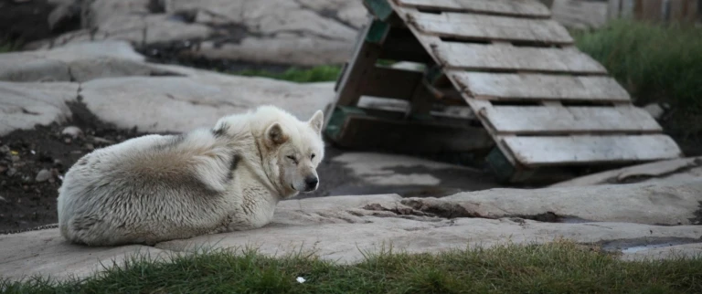 Groenlands suedkueste und diskobuchteisberge groenland 13 aspect ratio 1500 630