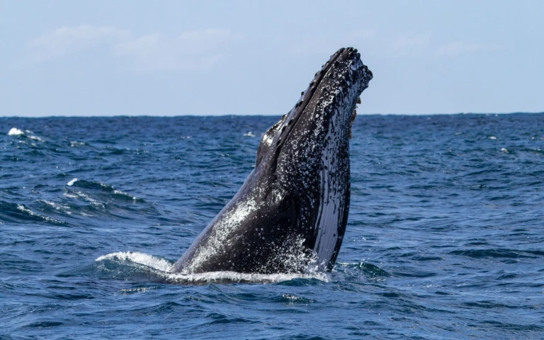 Grosse antarktis chilenische fjorde franzoesisch polynesien reise mit scenic eclipsebuckelwal 2