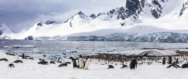 Grosse suedgeorgien tour erleben sie das beste der sub antarktis181112 141817 antarktis scaled aspect ratio 1500 630 2 scaled