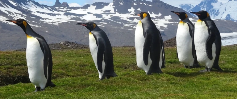 Grosse suedgeorgien tour erleben sie das beste der sub antarktissuedgoergien antarktis koenigspinguine 2 aspect ratio 1500 630 1