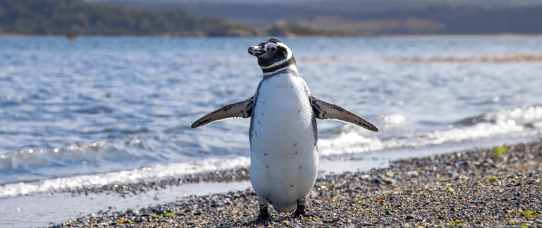 Highlights der chilenischen fjordesander crombach magellanpinguin aspect ratio 1500 630 4