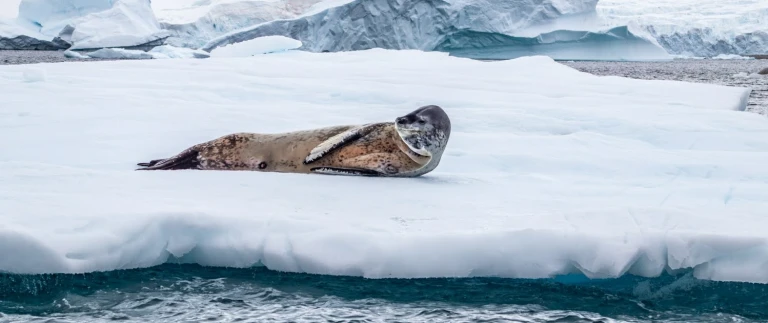 Hoehepunkte der antarktisimg 7818 aspect ratio 1500 630 1