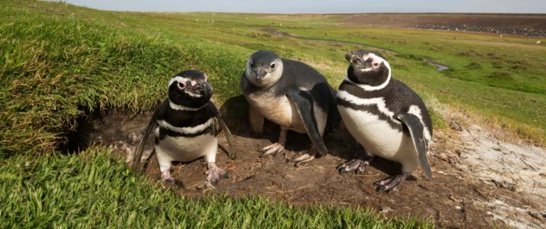 Hurtigruten antarktis und falkland inseln von punta arenas nach buenos airesfalklandinseln magellanpinguine aspect ratio 1500 630