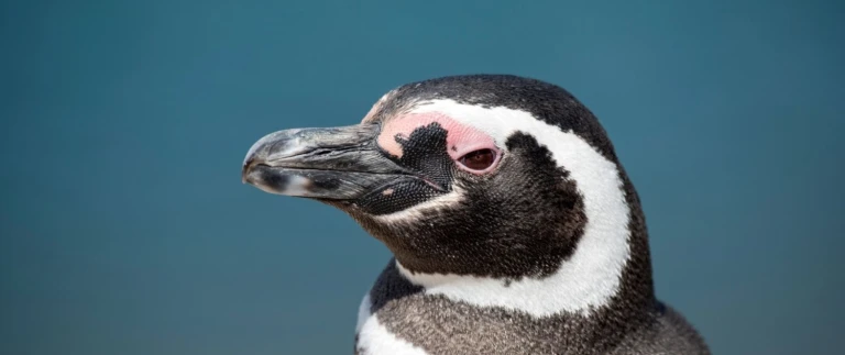 Hurtigruten antarktis und falkland inseln von punta arenas nach buenos airesmagellanpinguin aspect ratio 1500 630