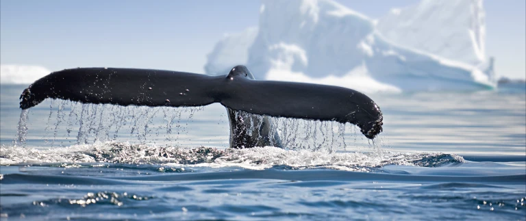 Hurtigruten antarktis und falkland inseln von punta arenas nach buenos airesshutterstock 543673003 aspect ratio 1500 630 3
