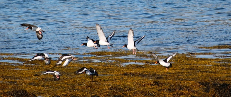Hurtigruten britische inseln schottische inseln die inselwelten der hebridenausternfischer water 3056436 1920 aspect ratio 1500 630