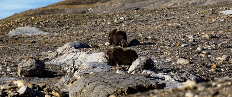 Hurtigruten erkundung der arktischen inselwelt spitzbergen groenland und islandmoschusochsen aspect ratio 1500 630