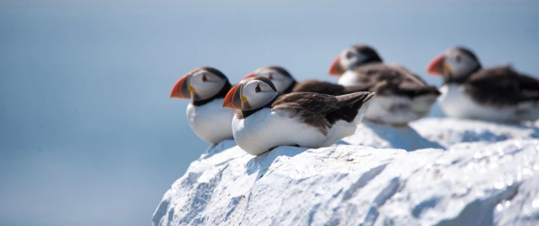Hurtigruten island jan mayen spitzbergen eine arktische insel expedition kurs nordpapageientaucher dave hostad aspect ratio 1500 630