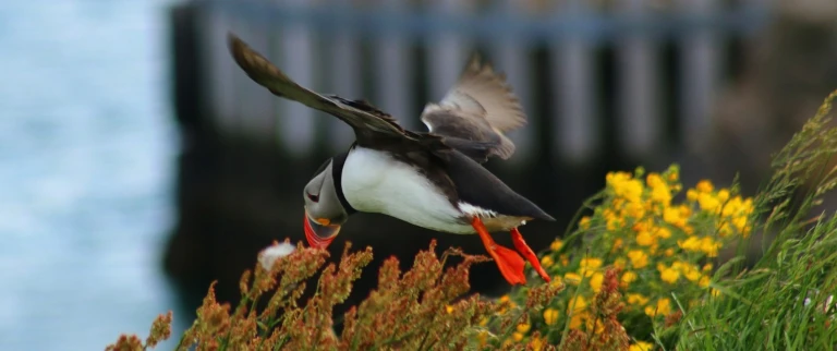 Hurtigruten urgewaltiges island umrundung der insel ab reykjaviknaturfreundpics puffin 3996482 1920 aspect ratio 1500 630 1