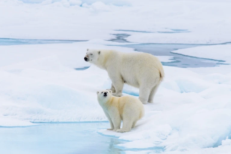 Im arktischen eis von groenland nach spitzbergeneisbaerenmutter im packeis
