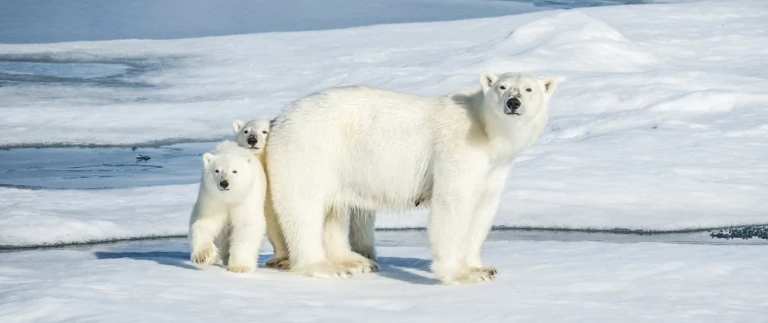 Im arktischen eis von groenland nach spitzbergeneisbaerenmutter mit baby packeis aspect ratio 1500 630 1