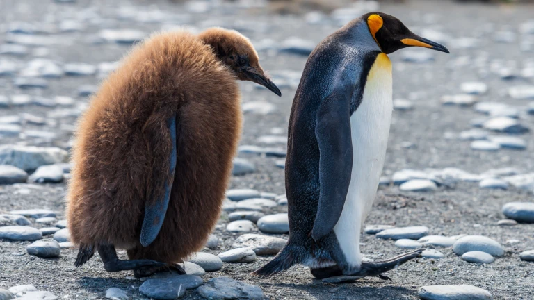Im reich der pinguine grosse expeditionsroute intensivpaul carroll 1421366 unsplash