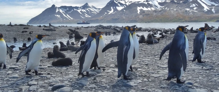 Im reich der pinguine grosse expeditionsroute intensivsuedgoergien antarktis koenigspinguine 4 aspect ratio 1500 630 2