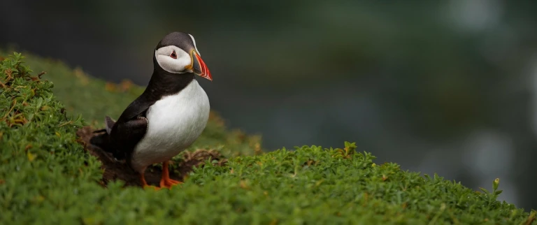 Islands mosaiklandschaftenpapageitaucher konrad janik aspect ratio 1500 630