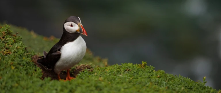 Islandumrundung intensiv mit scenic eclipsepapageitaucher konrad janik aspect ratio 1500 630