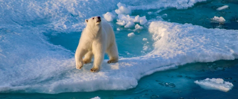 Kanadas abgelegene arktis die ellesmere und axel heiberg insel 2img 3375 scaled aspect ratio 1500 630 1 scaled