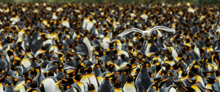 Klassiker der antarktissuedgoergien antarktis koenigspinguine 7 aspect ratio 1500 630