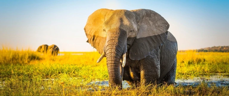 Kombikreuzfahrt von der antarktis bis mauritiuselefant suedafrika aspect ratio 1500 630