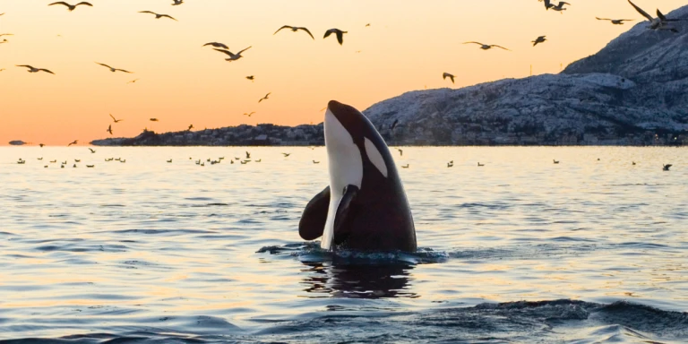 Kurs auf die ultimative thule region2492825 kk1545 ponant a290720 1200x600